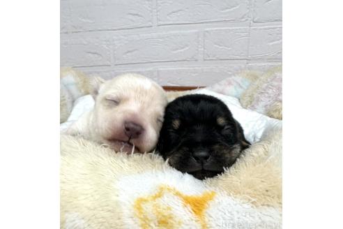 成約済の愛知県のミックス犬-371156の25枚目