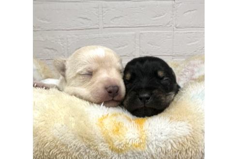 成約済の愛知県のミックス犬-371156の24枚目