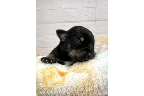 成約済の愛知県のミックス犬-371157の21枚目