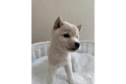 成約済の兵庫県の豆柴-371160の6枚目