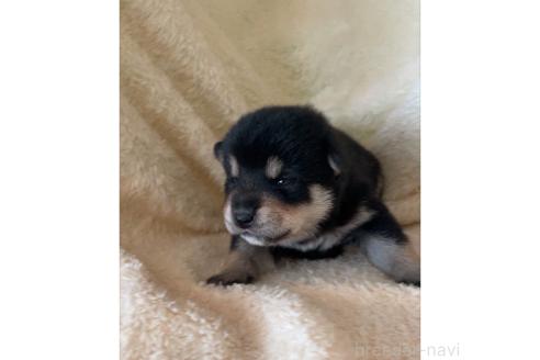 成約済の北海道の柴犬-371161の5枚目
