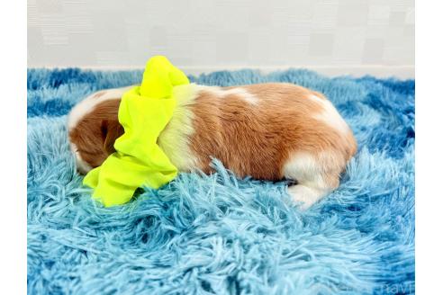 成約済の埼玉県のキャバリアキングチャールズスパニエル-371166の5枚目