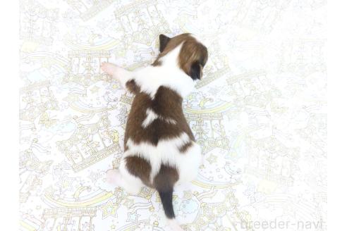 成約済の千葉県のパピヨン-371180の22枚目