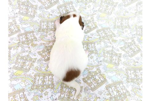成約済の千葉県のパピヨン-371182の15枚目