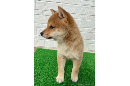 成約済の岡山県の豆柴-371186の4枚目
