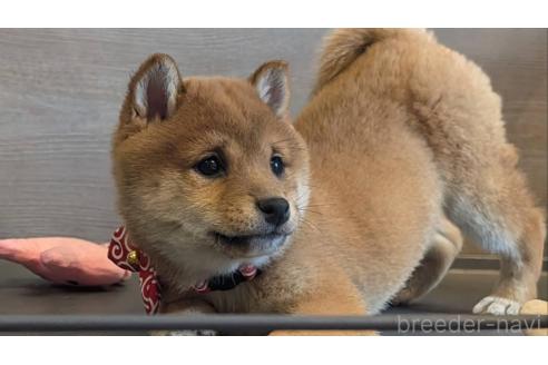 成約済の岡山県の豆柴-371186の1枚目