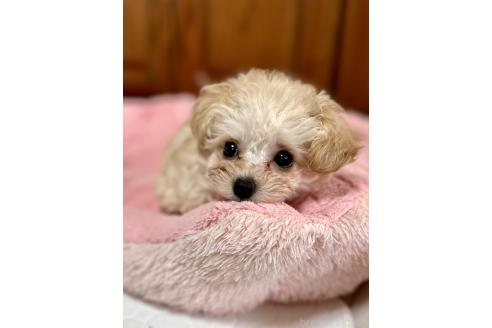 成約済の山口県のティーカッププードル-371185の9枚目