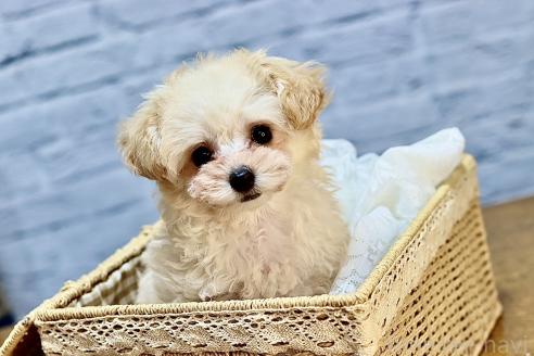 成約済の山口県のティーカッププードル-371185の8枚目