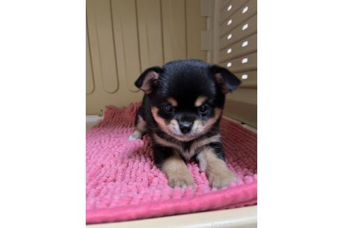 成約済の熊本県のミックス犬-361002の3枚目