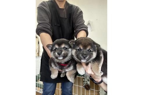 成約済の千葉県の豆柴-371218の3枚目