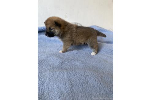 成約済の岡山県の柴犬-371236の6枚目