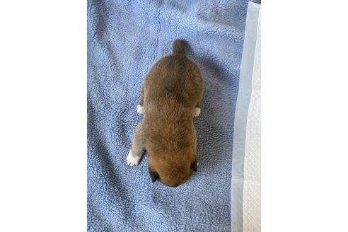 成約済の岡山県の柴犬-371236の5枚目