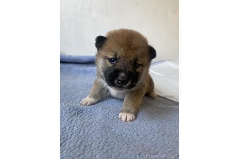 成約済の岡山県の柴犬-371236の4枚目