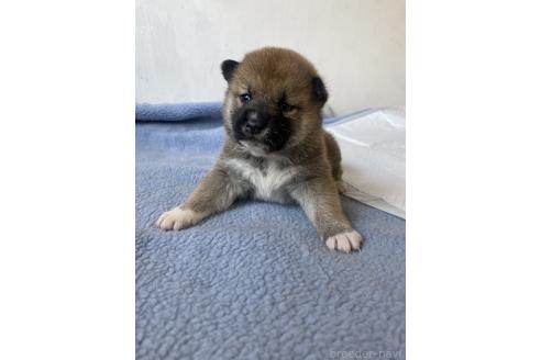成約済の岡山県の柴犬-371236の3枚目
