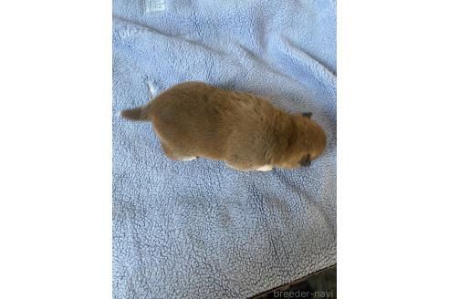 成約済の岡山県の柴犬-371236の2枚目