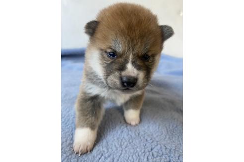 商談中の岡山県の柴犬-371238の7枚目