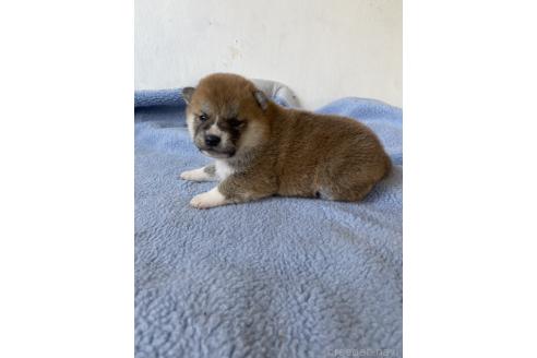 商談中の岡山県の柴犬-371238の5枚目