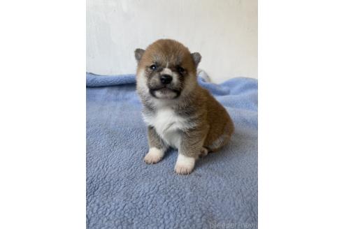 商談中の岡山県の柴犬-371238の4枚目