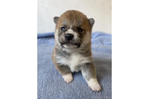 商談中の岡山県の柴犬-371238の3枚目