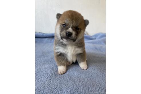 商談中の岡山県の柴犬-371238の2枚目