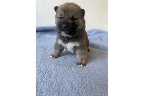 販売中の岡山県の柴犬-371239の13枚目