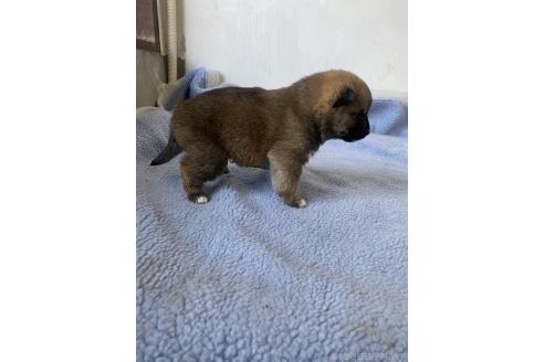 販売中の岡山県の柴犬-371239の12枚目