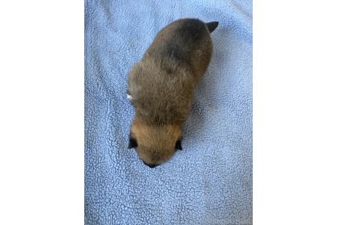 販売中の岡山県の柴犬-371239の11枚目