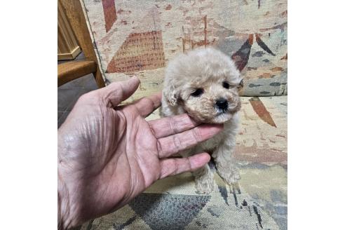 成約済の埼玉県のティーカッププードル-371249の8枚目