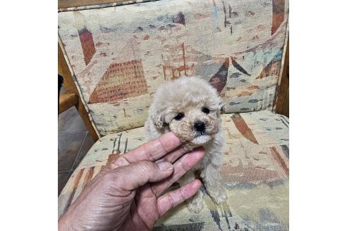 成約済の埼玉県のティーカッププードル-371249の6枚目