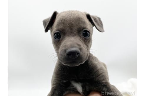 成約済の愛知県のイタリアングレーハウンド(イタグレ)-371248の1枚目