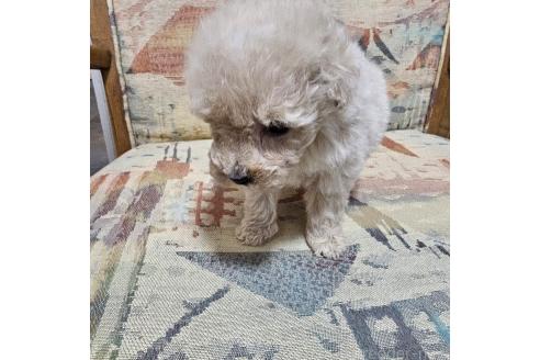 成約済の埼玉県のティーカッププードル-371249の4枚目