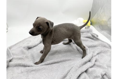 成約済の愛知県のイタリアングレーハウンド(イタグレ)-371248の4枚目