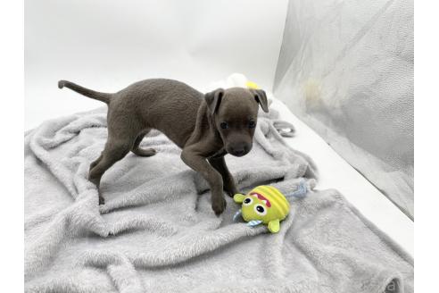 成約済の愛知県のイタリアングレーハウンド(イタグレ)-371248の3枚目