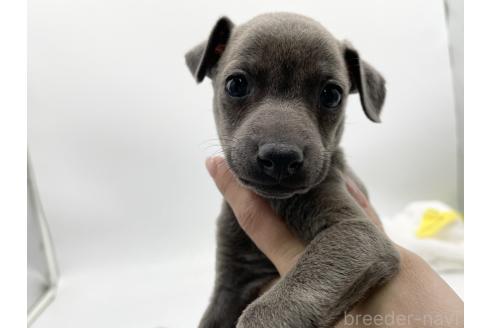 成約済の愛知県のイタリアングレーハウンド(イタグレ)-371248の2枚目