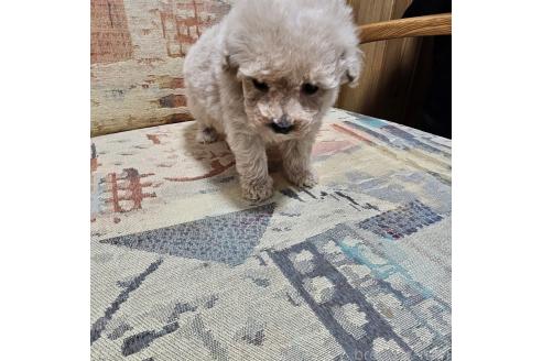 成約済の埼玉県のティーカッププードル-371249の3枚目