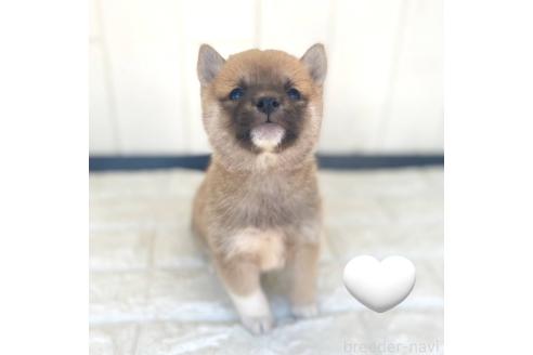 成約済の茨城県の豆柴-368141の1枚目
