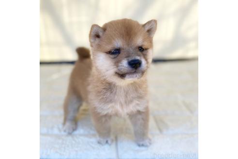 成約済の茨城県の豆柴-368146の4枚目