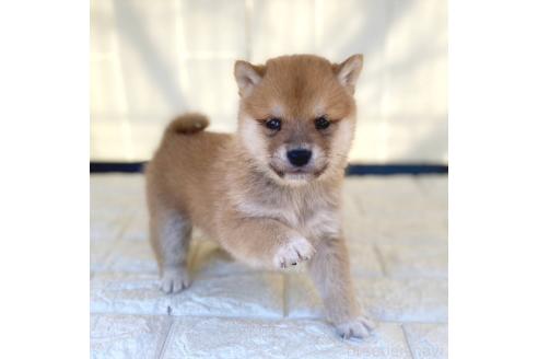 成約済の茨城県の豆柴-368146の2枚目