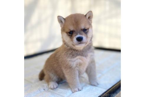 成約済の茨城県の豆柴-368145の6枚目