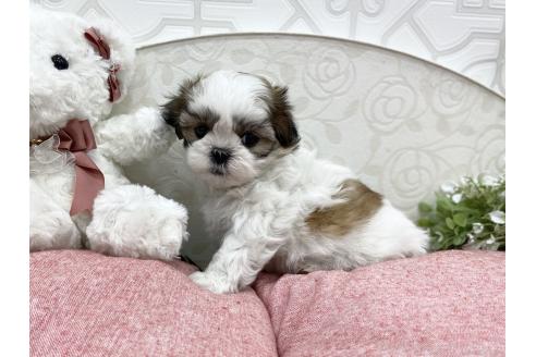 成約済の広島県のミックス犬-371274の3枚目