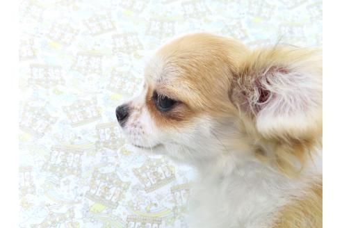 成約済の千葉県のチワワ(ロングコート)-354676の19枚目