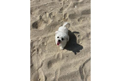 成約済の沖縄県のミックス犬-345738の3枚目