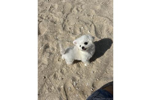 成約済の沖縄県のミックス犬-345738の2枚目