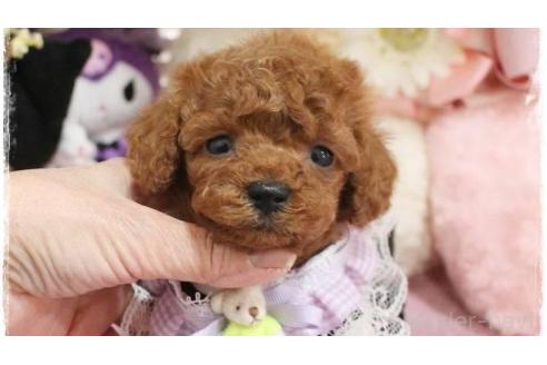 成約済の岡山県のタイニープードル-371300の16枚目