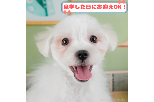 成約済の神奈川県のマルチーズ-371273の1枚目