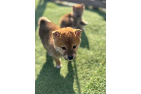 成約済の熊本県の柴犬-369275の4枚目
