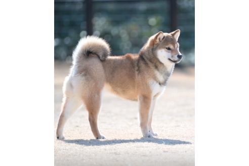 成約済の愛知県の柴犬-371827の5枚目