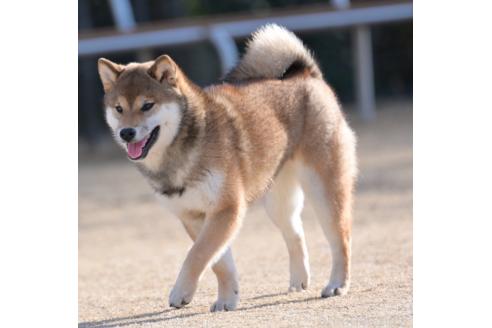 成約済の愛知県の柴犬-371827の4枚目