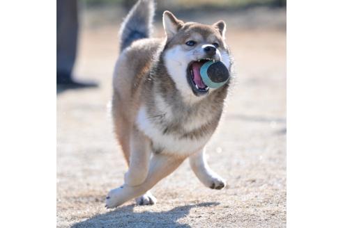 成約済の愛知県の柴犬-371827の3枚目