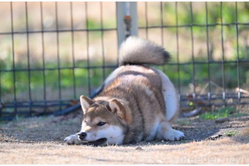 成約済の愛知県の柴犬-371827の2枚目